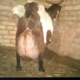 Пакистан гечи бушлук