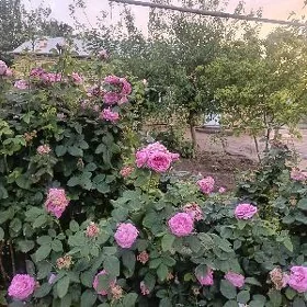 жай сатлик