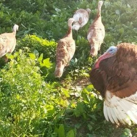 OWGAN ÝUMURTGA TAŞKENT
