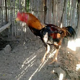 horaz