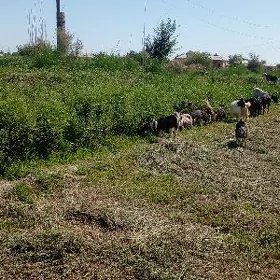Owlakly Geçiler
