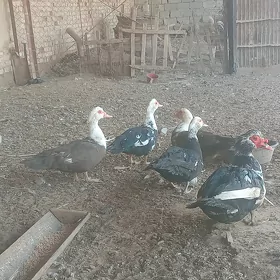 индаутга ордэк