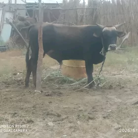 Öküz