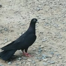 kepderi