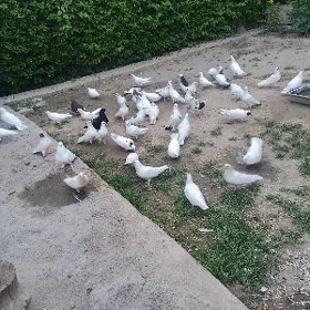 kepderi