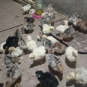 İnduk juje