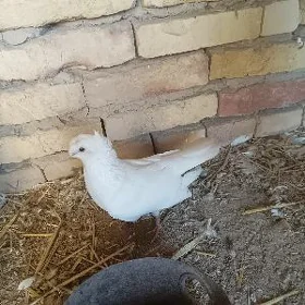 akja kepderi
