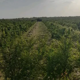 ýorunja  pres