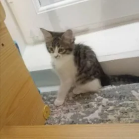 Pişik кошка