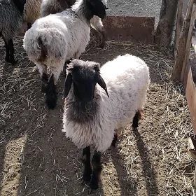 Goýun