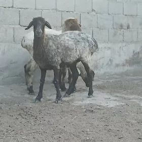 işşek