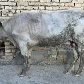 baklyk okuzler