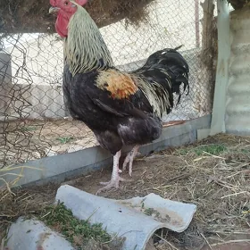 gigant horaz