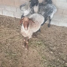 IŞŞEK