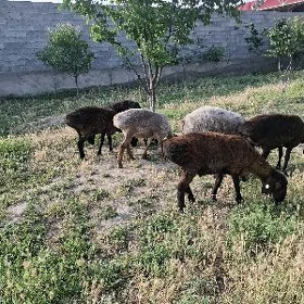 gisar işek bakylan