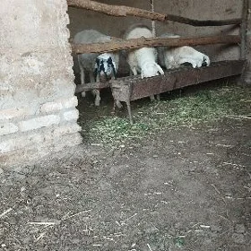 ГОЧ и Гойун