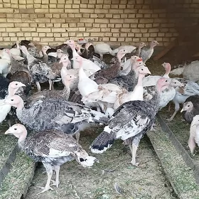 induk jüje