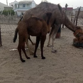 Köşekli düýe