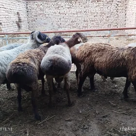 goçlar