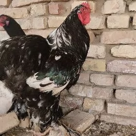 Brama Mramyr