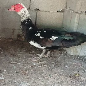 indautga ordek