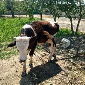 okuzce