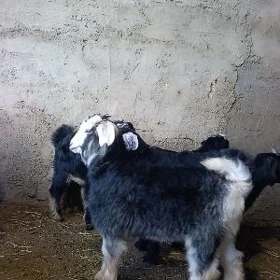 tokor owlaklar