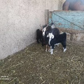 овлаклы гечи