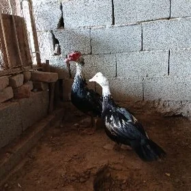 INDAUTKA ORDEK