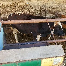 öküz