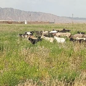 30 sany doğ erkec