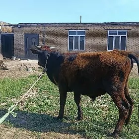 баклык окуз