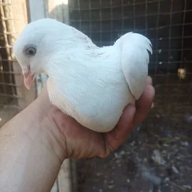 kepder