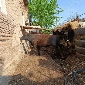 окуз