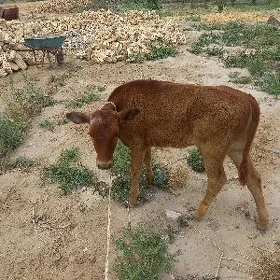 Gulajyn