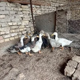 ördek juyje
