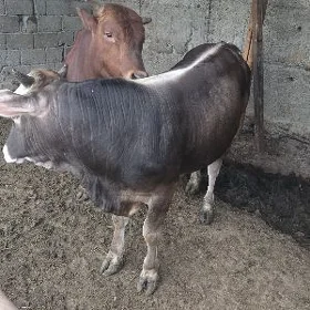 oküz