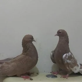 Kepderi