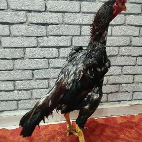 Baýes horaz