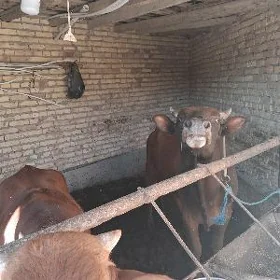 самиз окузлар