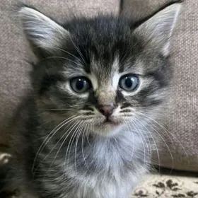 Котёнок, самец, в добрые руки