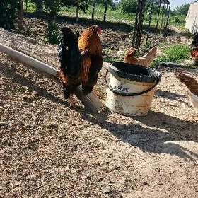 horaz