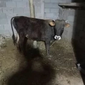 öküz