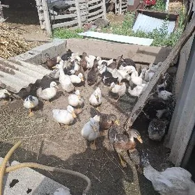 Gak gak ördek Herikgala
