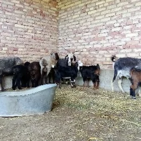Ekiz Owlakly Geçi Guzly Goýun