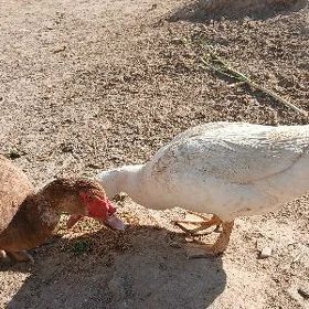 erkek ördek