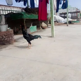 baysow horaz