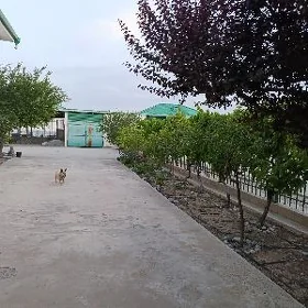 Taze zaman ️тазе заман