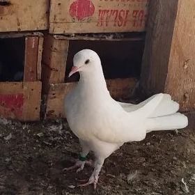 Kepderi