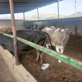 окуз сыгырлар